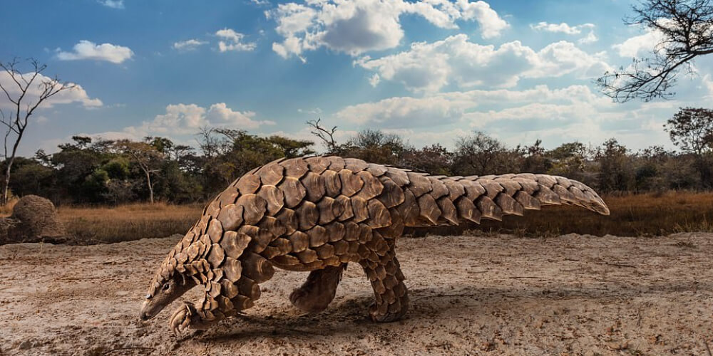 Rescured pangolin