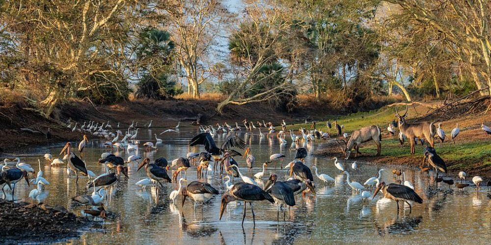 Gorongosa National Park