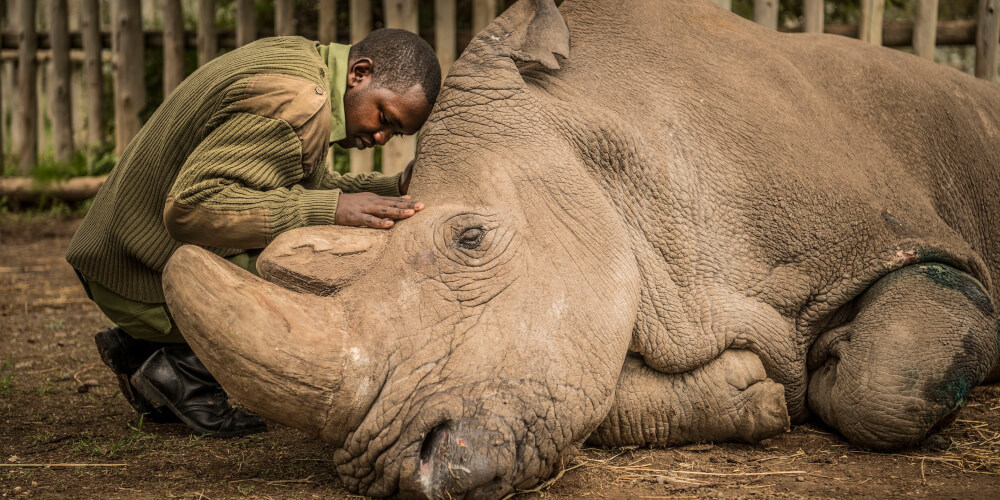 The last male northern white rhino