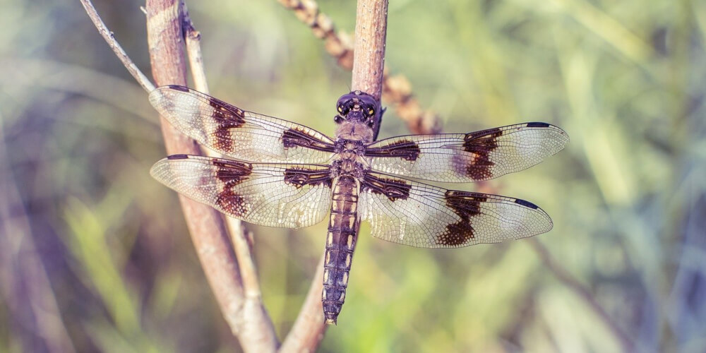 Use autofocus in your iPhone for best results