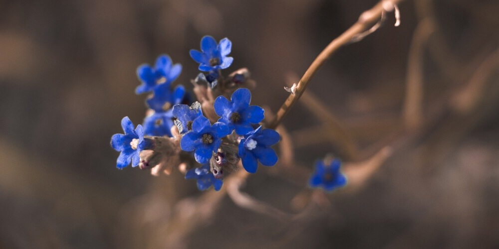 The best background for a macro photo is a simple one