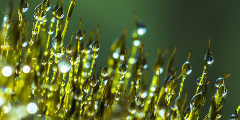 9 Fun Beginner Tips for iPhone Macro and Close-Up Photography