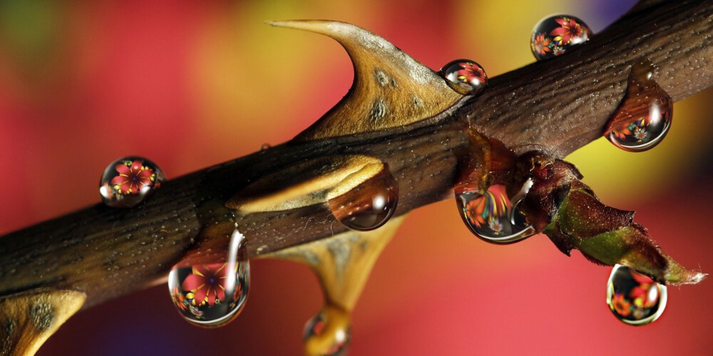 Take macro photos from unusual angles