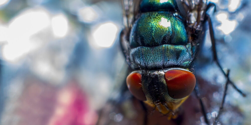 Make a no-cost macro lens from a water drop