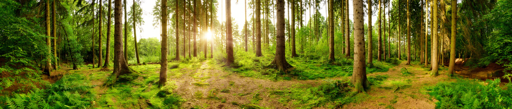 rely on the panorama mode in your camera - it is good!