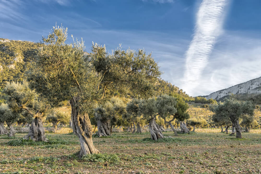 Look at the twisted trunks of the trees in this olive grove in Mallorca!