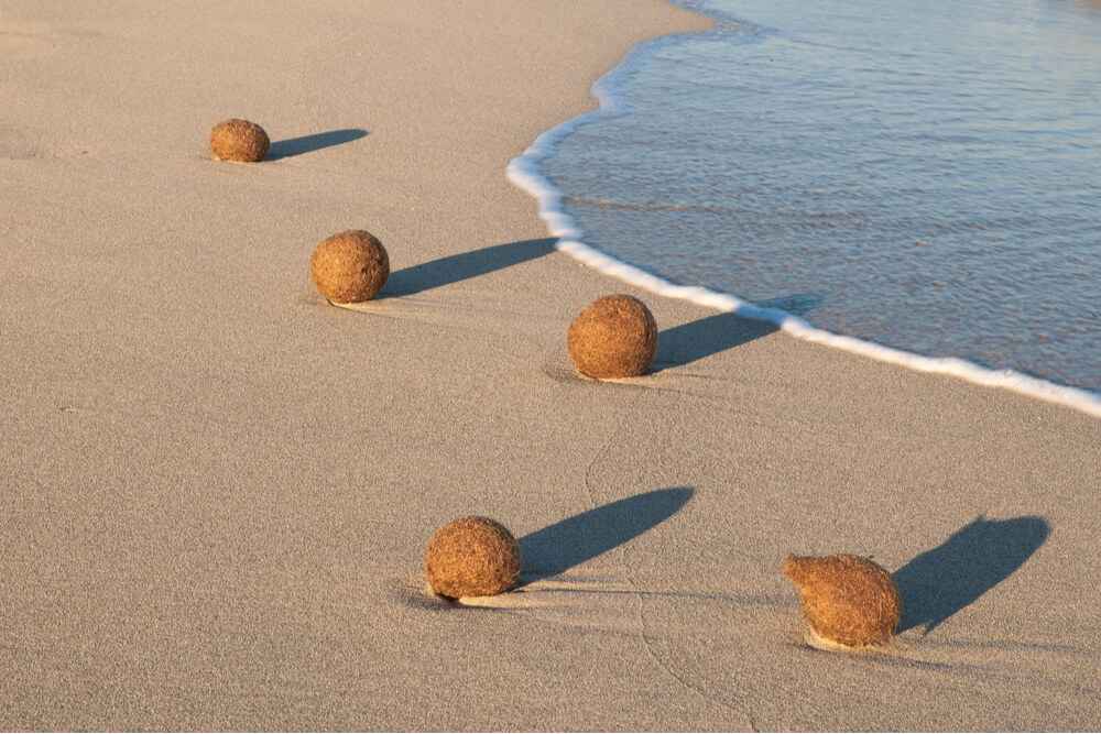 Balls of Neptune seaweed in the beach on Ibiza, Spain