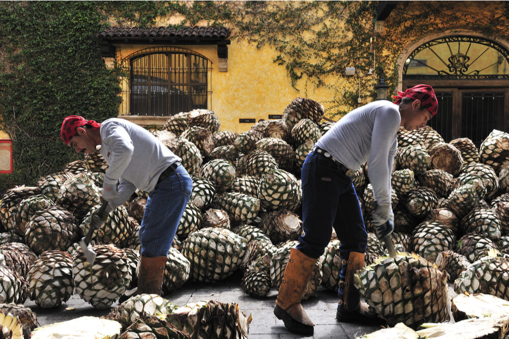 Workers cutting agave at Jose Cuervo tequila distillery inTequila, Jalisco, Mexico