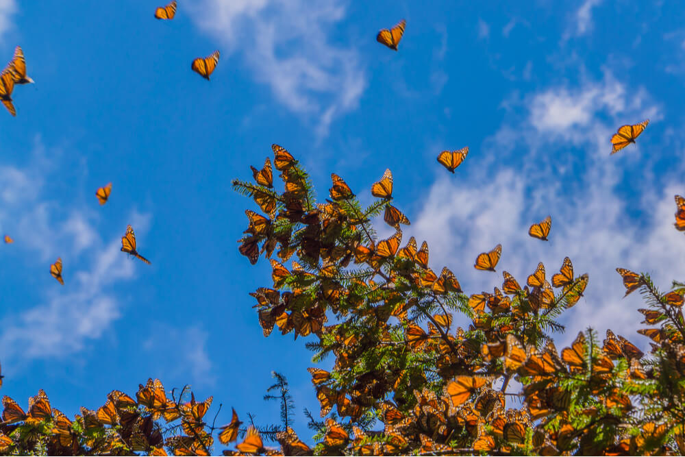 Monarch butterflies migrate to Mexico from the U.S. and Canada.