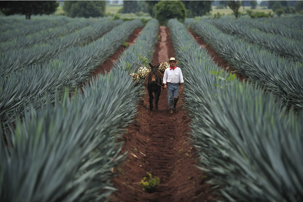 Farmer and his donkey carrying harvested blue agave for Tequila production, town of Tequila, Jalisco, Mexico