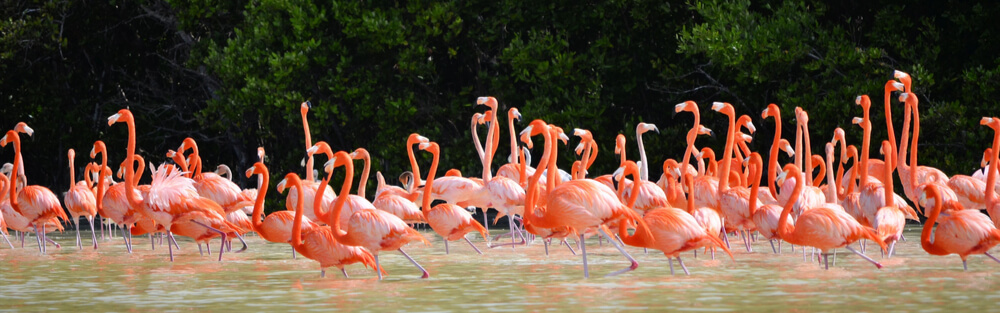 Graceful flamingos are feeding in the water in Celestun, northwest of Merida, Mexico