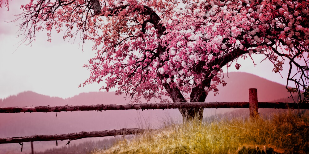 Tree in flowers