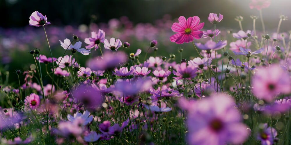 Purple flowers