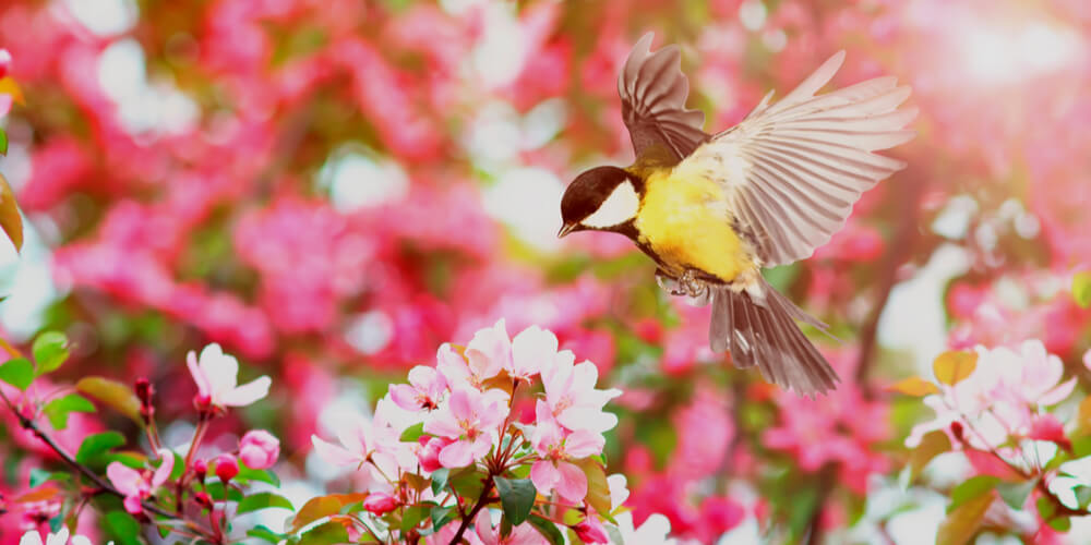 Spring flowers and a bird