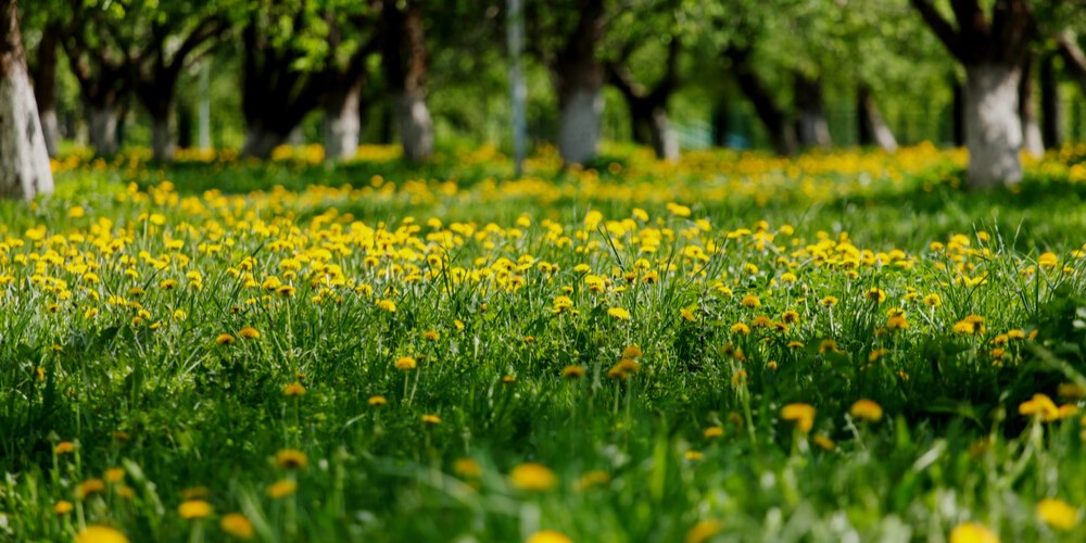 Dandelion field