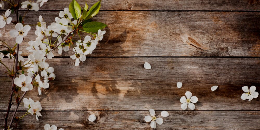 Cherry blossoms