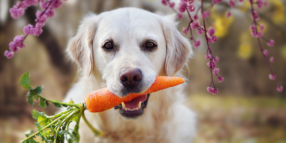 Carrots Can Make Your Eyesight Better: Fact or Fiction?
