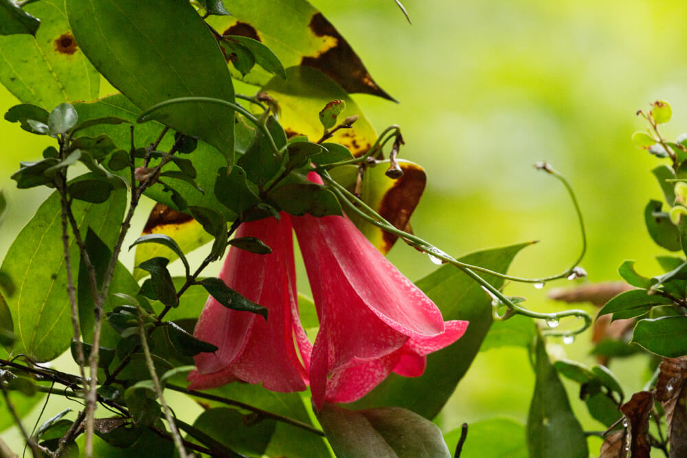Copihue is the floral emblem of Chile