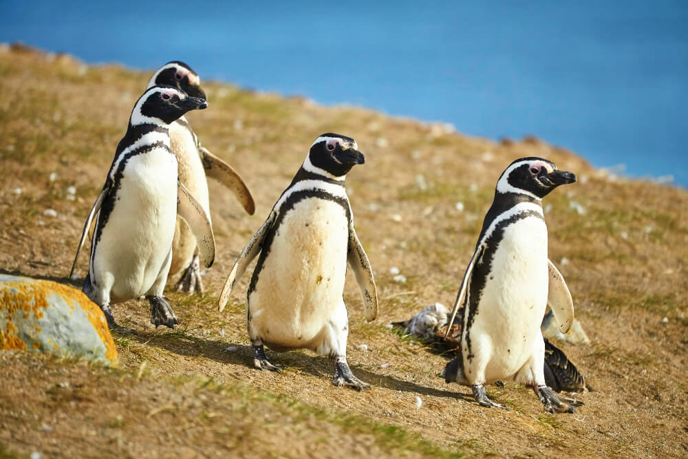 Three Magellanic penguins in natural environment on Magdalena island in Patagonia, Chile