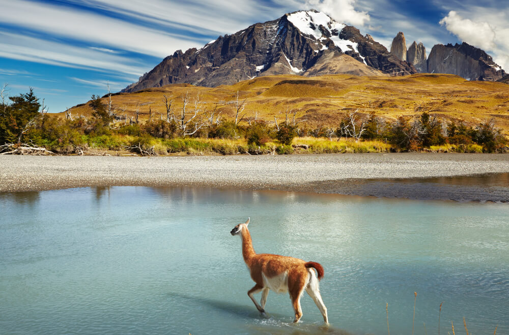 https://www.shutterstock.com/ru/image-photo/guanaco-crossing-river-torres-del-paine-114775342