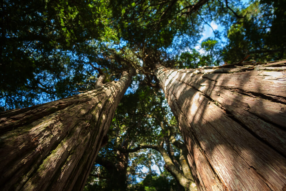 Alerce in Cochamo Valley in the south of Chile near Puerto Varas