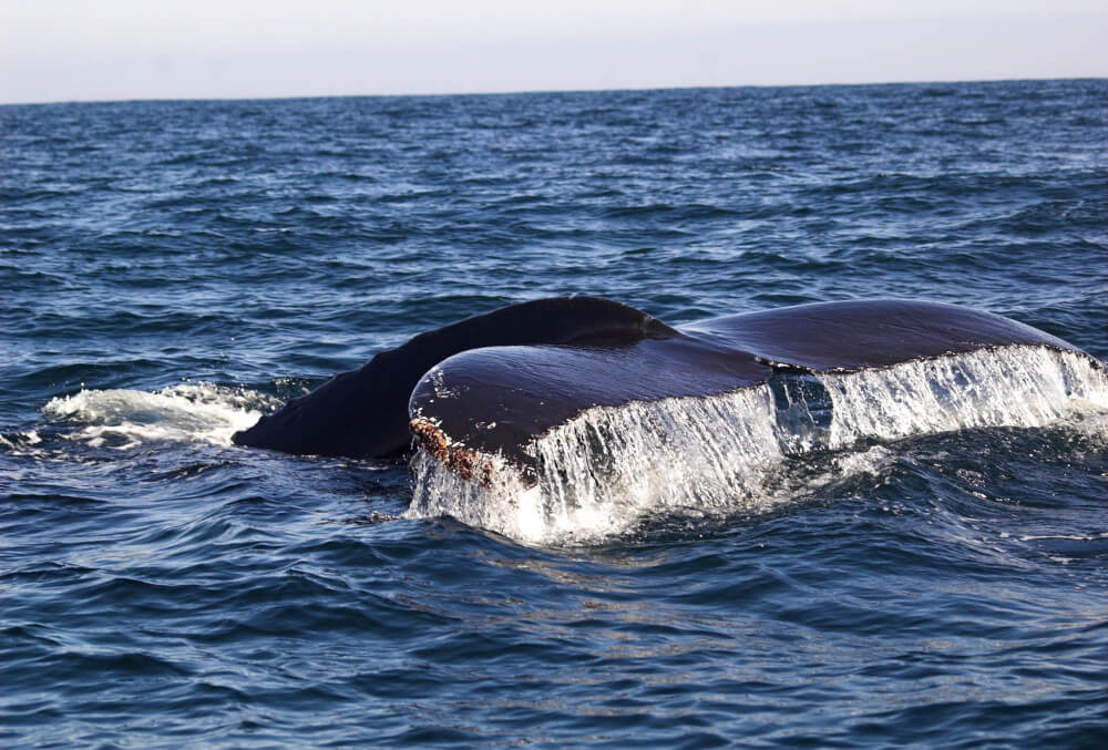Herman Melvilleās Moby Dick is also believed to have been inspired by the events that took place just off Chileās coast