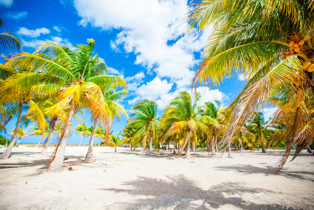 Palm trees on white sand beach. Playa Sirena, Cayo Largo