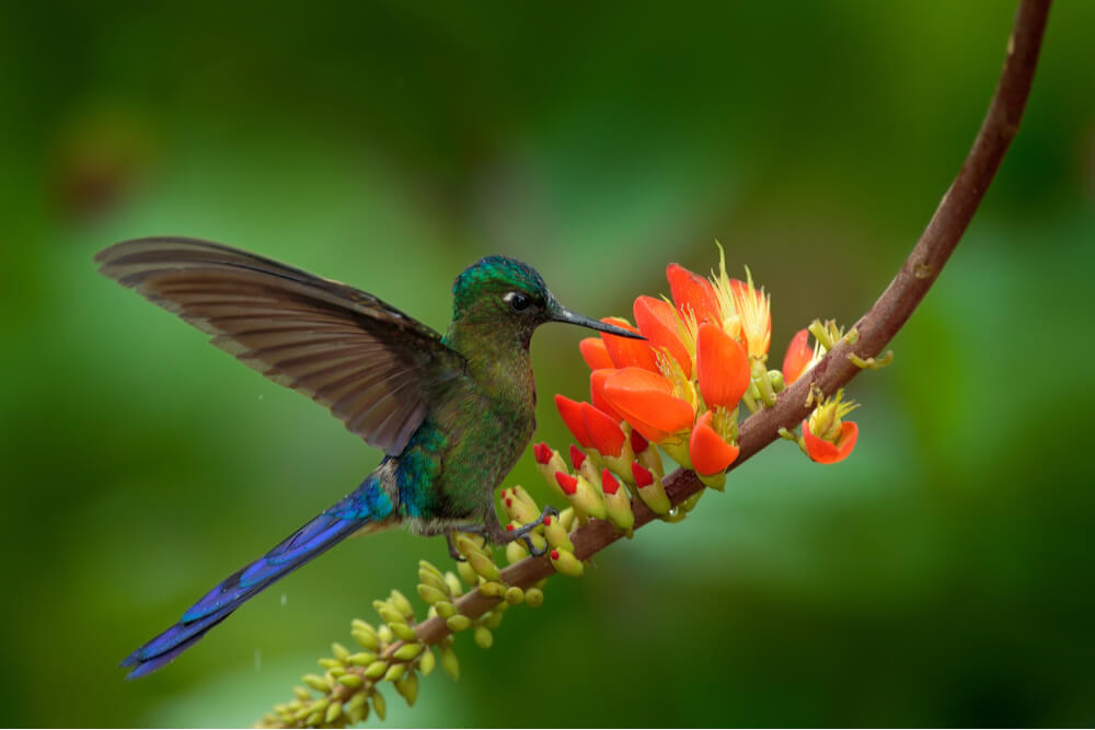 Long-tailed Sylph, Aglaiocercus kingi, rare hummingbird from Colombia