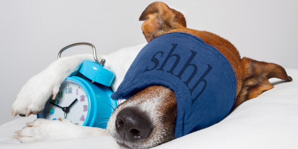 Siesta: a Luxury or a Necessity?