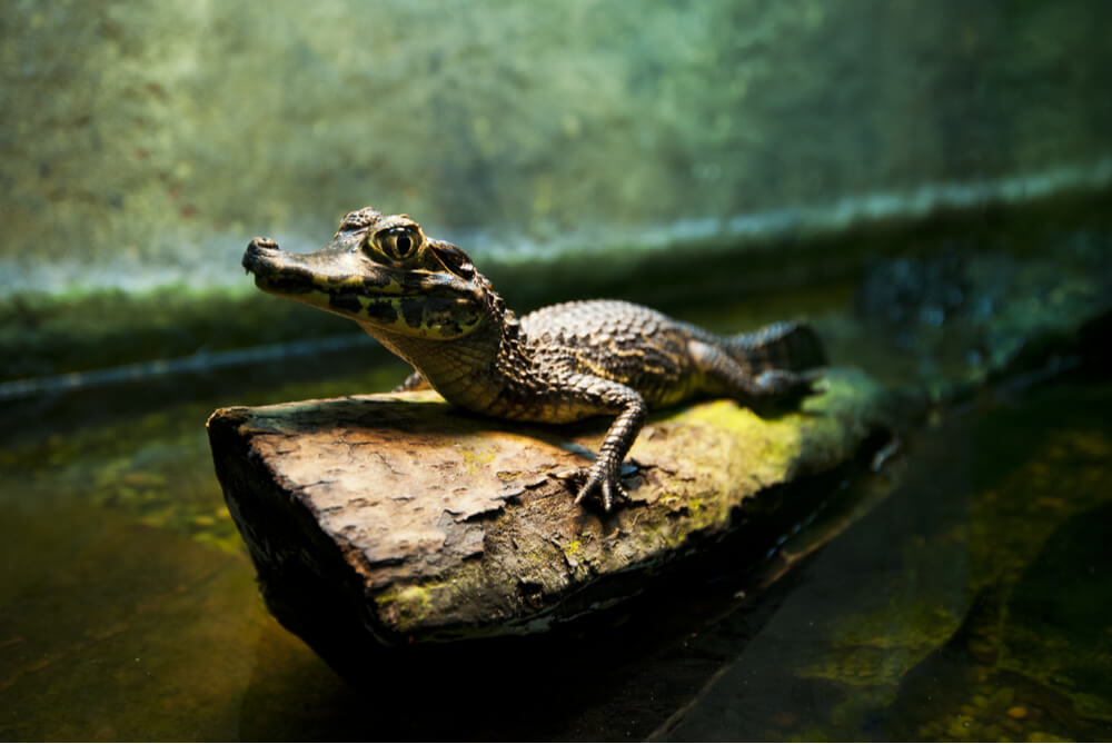 There is a Spanish urban legend about alligators invading the sewers