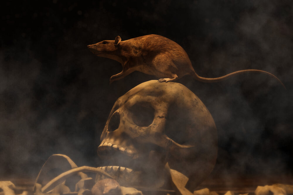 In Madrid, Spain, there is a tale of a rat chasing subway trains