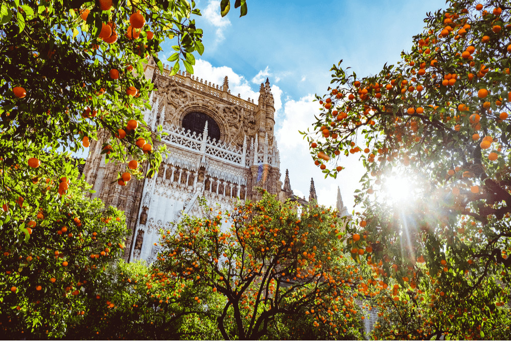 A bell tower of a cathedral in Seville seen from the orange tree courtyard