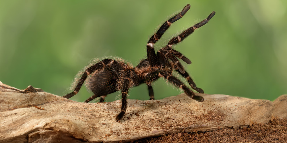 Tarantula spider