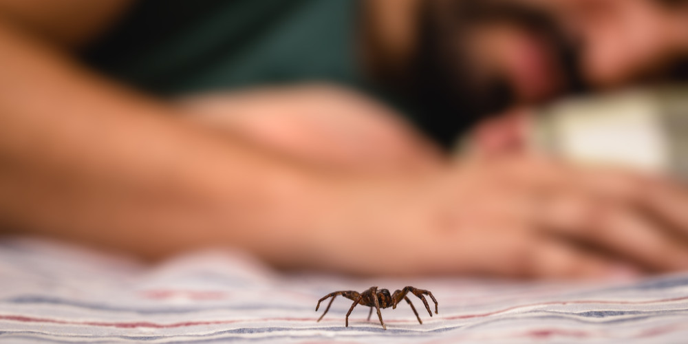 You Swallow 8 Spiders A Year: Fact or Fiction?