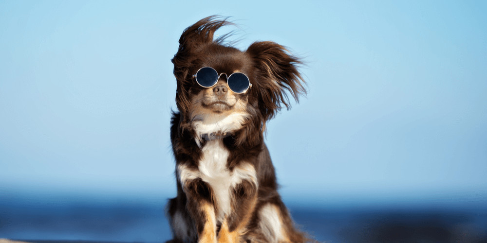 chihuahua dog in sunglasses
