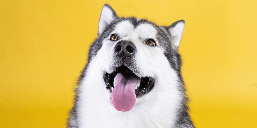 Some Dogs Can Talk: Fact or Fiction?
