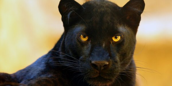 Black panther