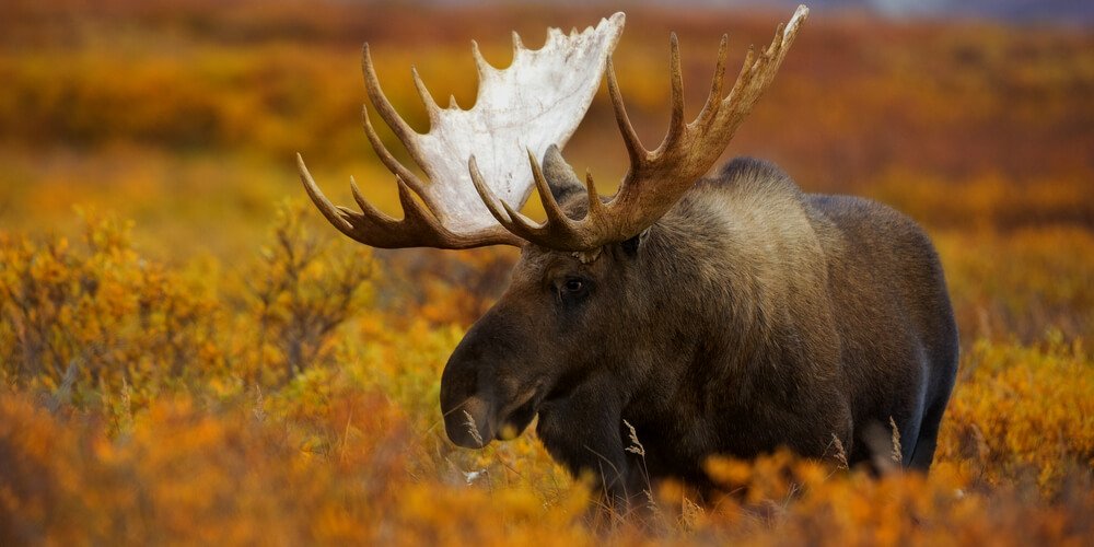 Moose