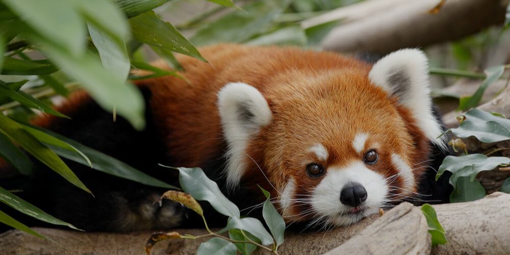 Red panda