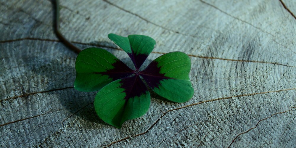 Clover with 4 leaves