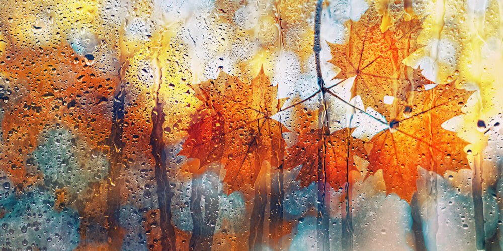 Wet fall leaves