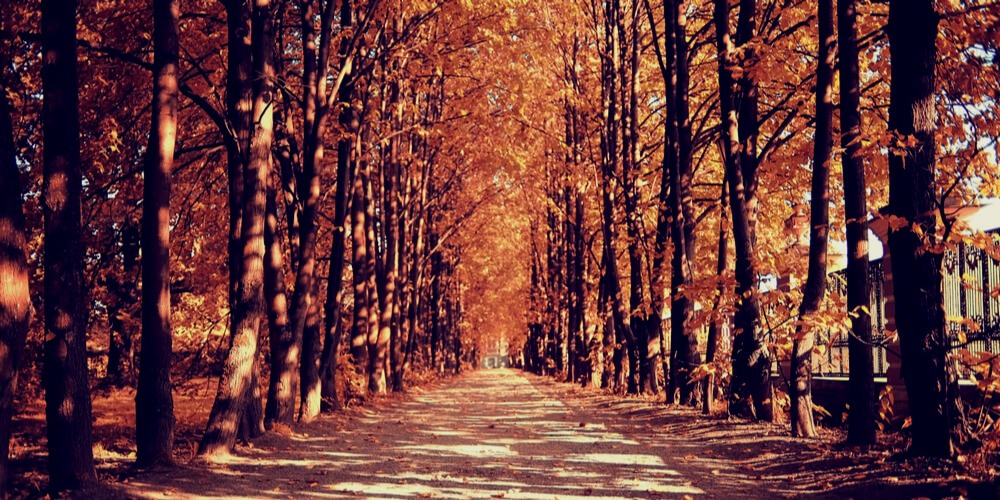 Autumnal park