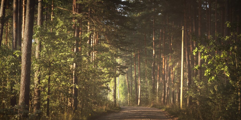 Road in a fall forest