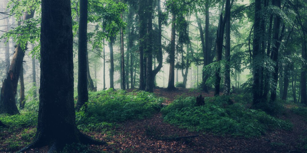 Dark green autumn forest