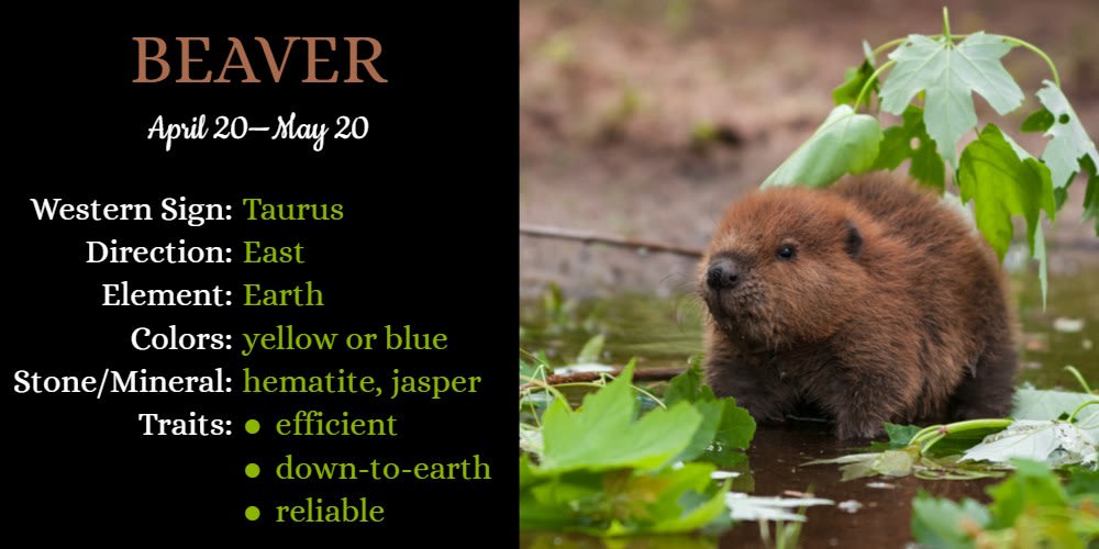 Native American Zodiac Animal for Taurus is Beaver