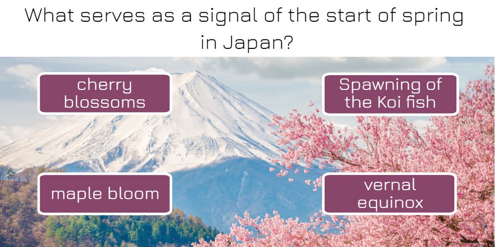 What serves as a signal of the start of spring in Japan?