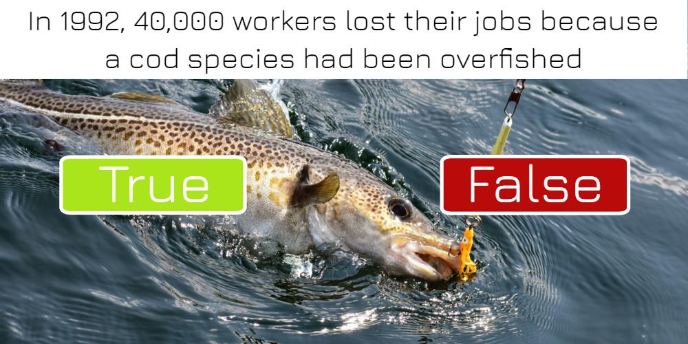 In 1992, 40,000 workers lost their jobs because a cod species had been overfished: true or false? Answer now!