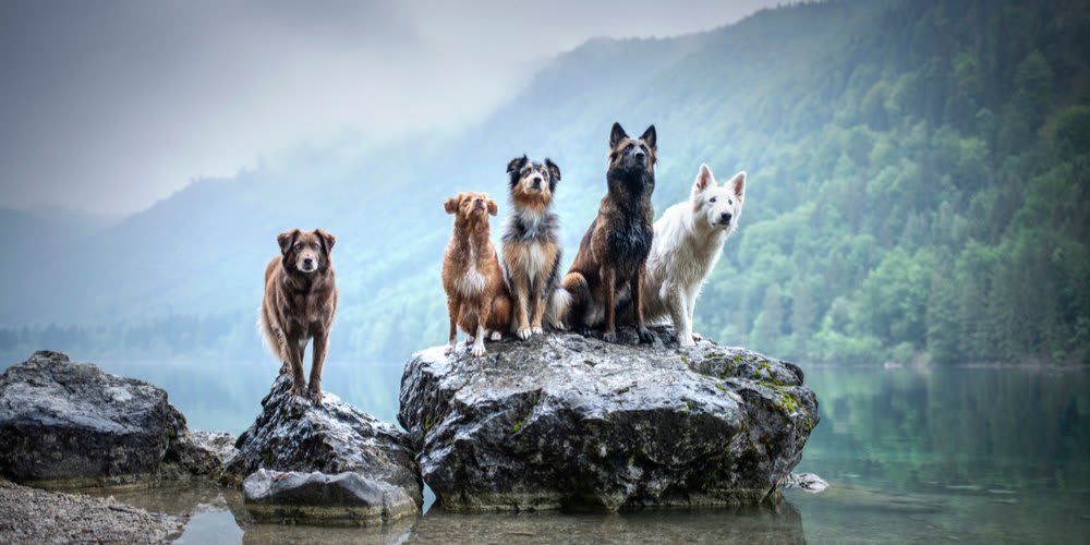 What Dog Breed You Are According To Your Zodiac Sign