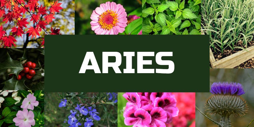 Lucky plants for Aries