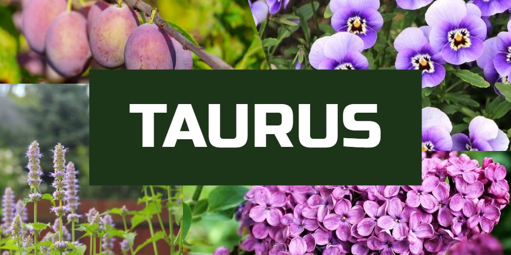 Lucky plants for Taurus